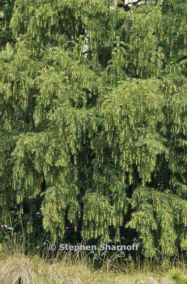 torreya californica 2 graphic